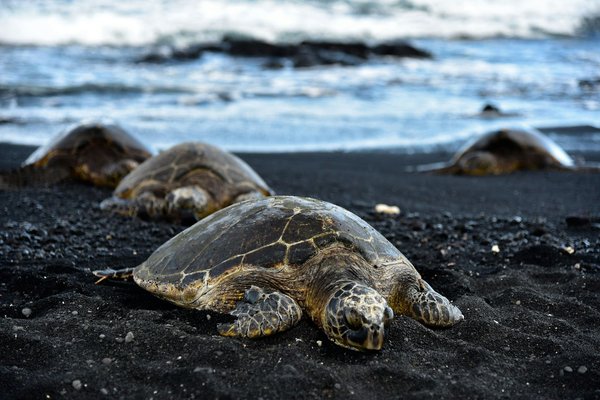Quels sont les meilleurs spots pour observer les tortues marines au Costa Rica?
